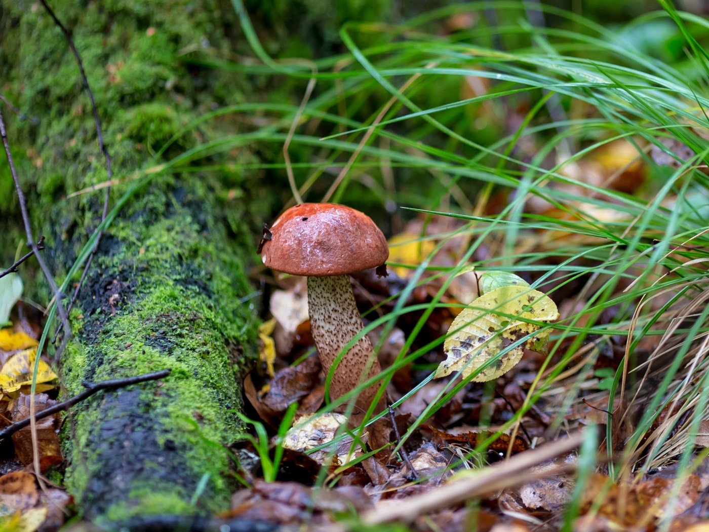 Обои трава, природа, листья, осень, гриб, мох, подосиновик, grass, nature, leaves, autumn, mushroom, moss, boletus разрешение 2400x1600 Загрузить