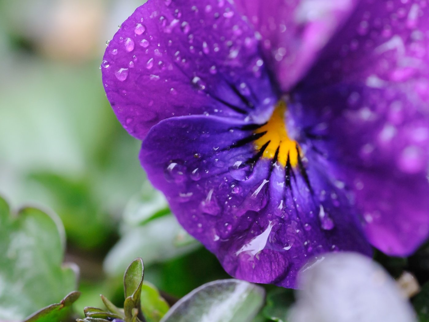 Обои цветы, макро, капли, лепестки, анютины глазки, виола, flowers, macro, drops, petals, pansy, viola разрешение 2048x1363 Загрузить