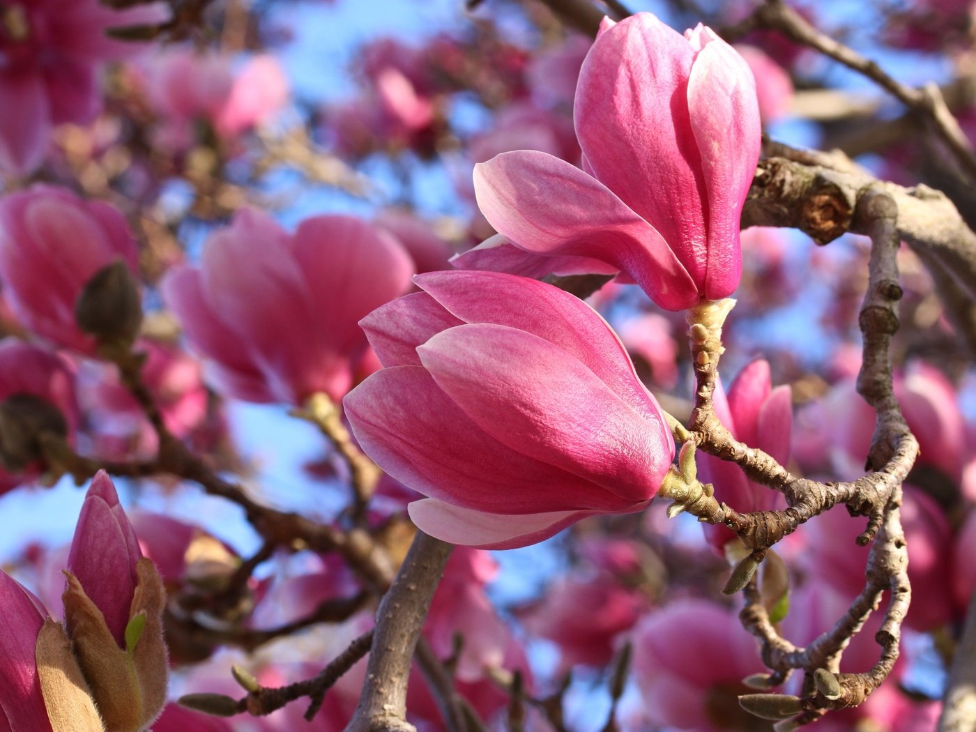 Обои цветение, макро, весна, розовые, магнолия, flowering, macro, spring, pink, magnolia разрешение 3000x2000 Загрузить