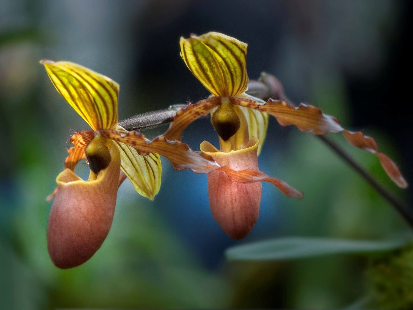 Обои природа, макро, лепестки, экзотика, орхидея, пафиопедилум, nature, macro, petals, exotic, orchid, paphiopedilum разрешение 2048x1360 Загрузить