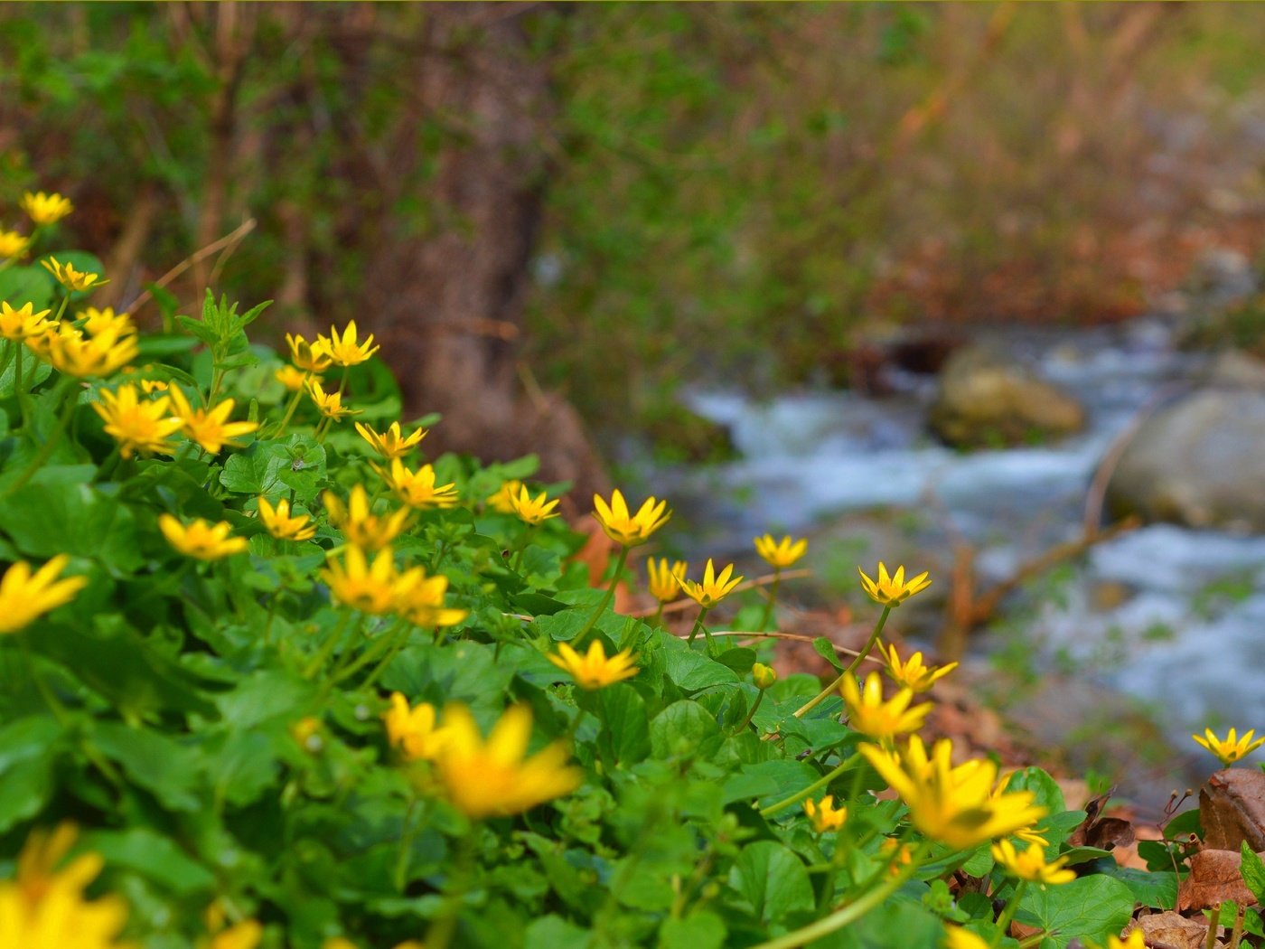 Обои цветы, природа, ручей, весна, лютик, желтые цветы, flowers, nature, stream, spring, buttercup, yellow flowers разрешение 3004x1905 Загрузить