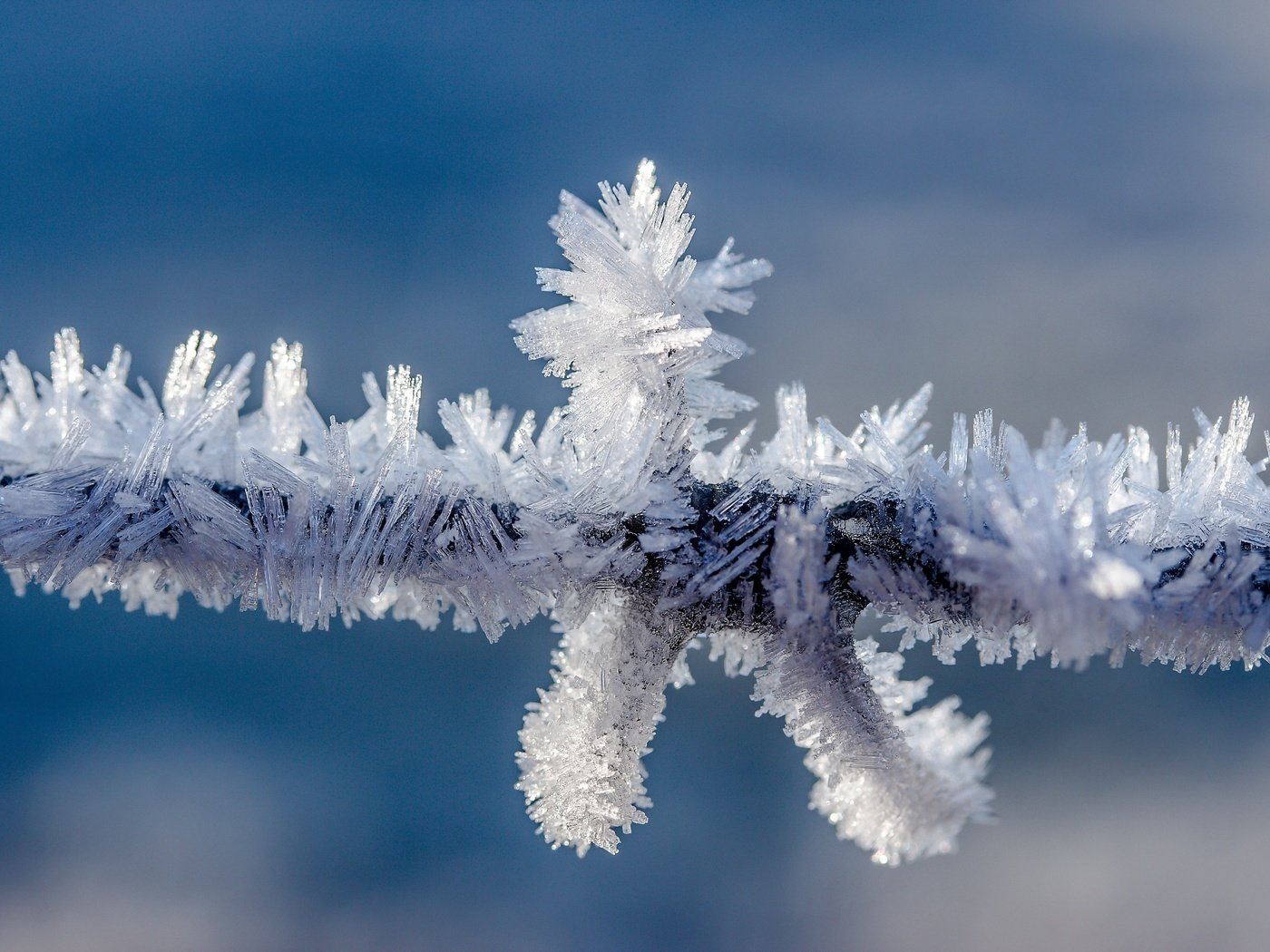 Обои природа, зима, мороз, проволока, иней, колючая проволока, провод, кристаллы, nature, winter, frost, wire, barbed wire, crystals разрешение 5184x3456 Загрузить