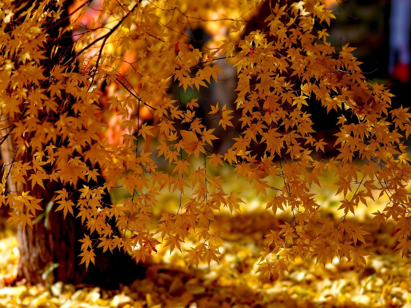 Обои свет, деревья, природа, листья, парк, осень, клен, желтые, light, trees, nature, leaves, park, autumn, maple, yellow разрешение 3000x2000 Загрузить