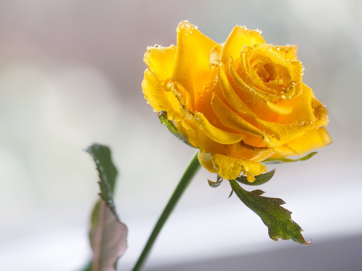Обои цветок, капли, роза, жёлтая, капельки воды, flower, drops, rose, yellow, droplets of water разрешение 2048x1360 Загрузить