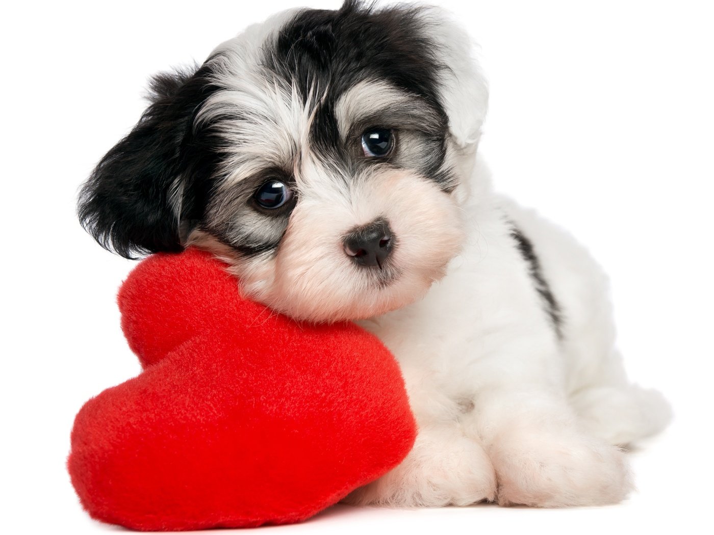 Обои собака, сердце, щенок, белый фон, valentines day, dog, heart, puppy, white background разрешение 5064x4366 Загрузить