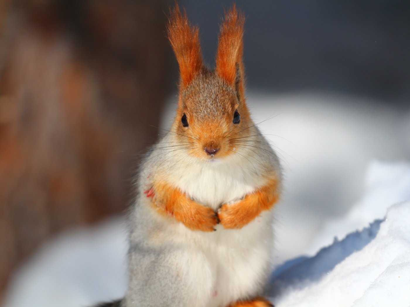 Обои снег, усы, животное, белка, белочка, snow, mustache, animal, protein, squirrel разрешение 1920x1280 Загрузить