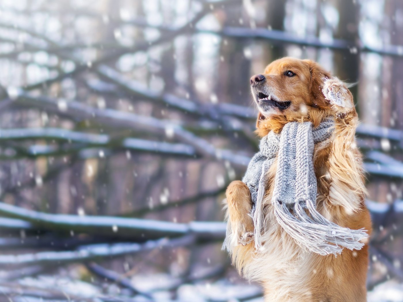 Обои снег, зима, настроение, собака, шарф, стойка, золотистый ретривер, snow, winter, mood, dog, scarf, stand, golden retriever разрешение 4608x3072 Загрузить