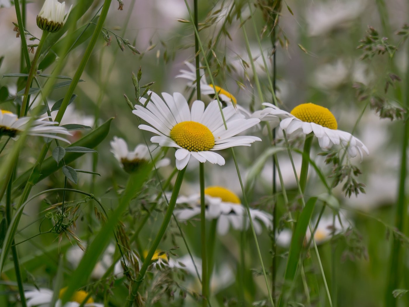 Обои цветы, трава, лето, луг, ромашки, flowers, grass, summer, meadow, chamomile разрешение 2048x1365 Загрузить