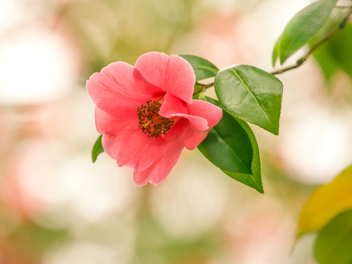 Обои ветка, макро, цветок, боке, камелия, branch, macro, flower, bokeh, camellia разрешение 2400x1600 Загрузить