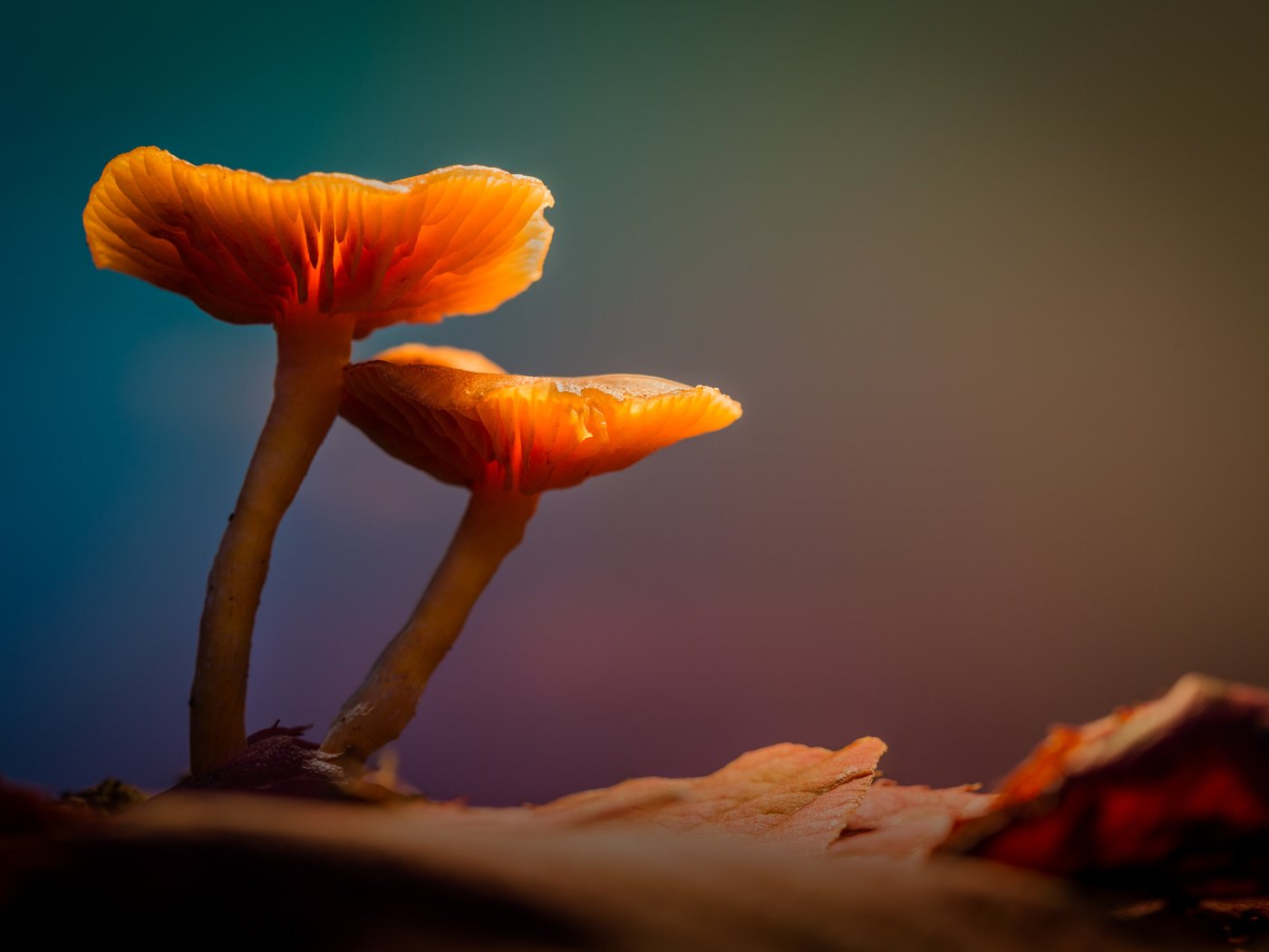 Обои свет, лес, грибы, гриб, подсветка, sophiaspurgin, лесные грибы, light, forest, mushrooms, mushroom, backlight, forest mushrooms разрешение 5760x3840 Загрузить