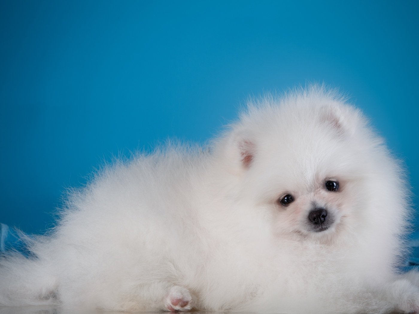 Обои глаза, мордочка, взгляд, белый, собака, щенок, шпиц, eyes, muzzle, look, white, dog, puppy, spitz разрешение 3000x1961 Загрузить