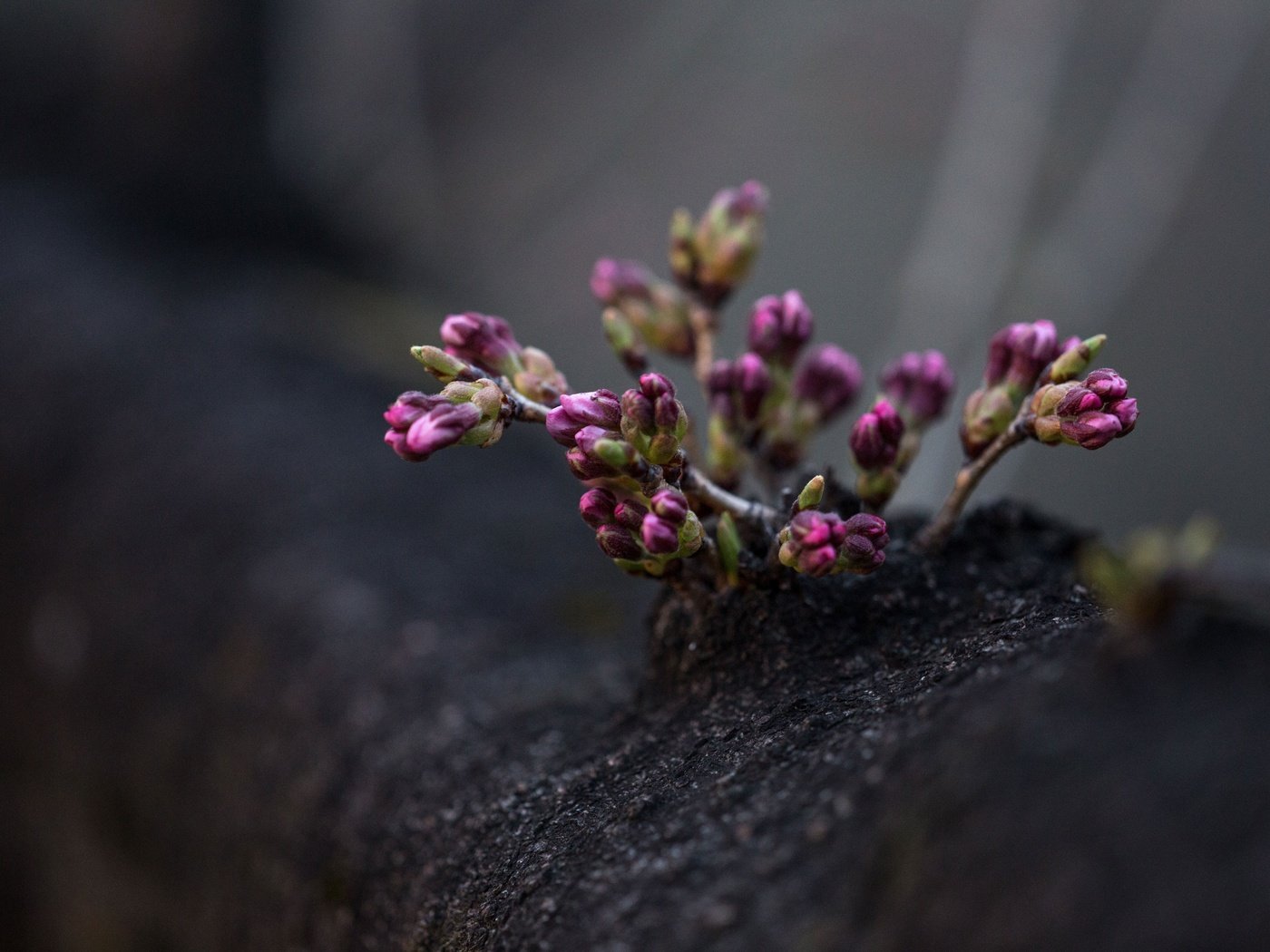 Обои цветы, дерево, цветение, весна, фиолетовые, flowers, tree, flowering, spring, purple разрешение 3840x2560 Загрузить