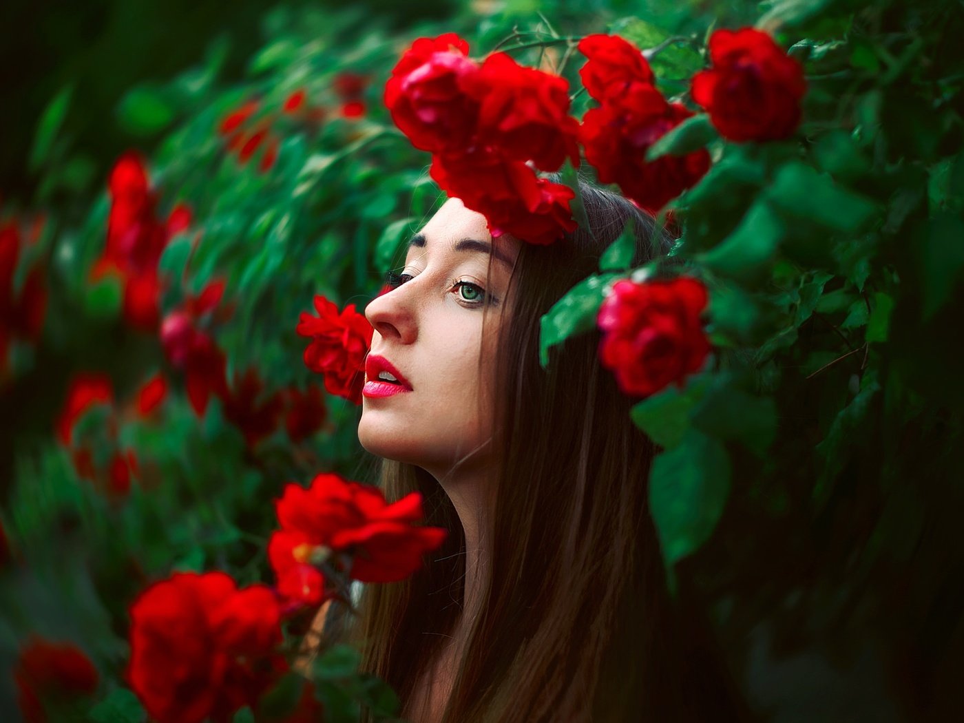 Обои цветы, лицо, природа, девушка, розы, модель, профиль, волосы, губы, flowers, face, nature, girl, roses, model, profile, hair, lips разрешение 2048x1365 Загрузить