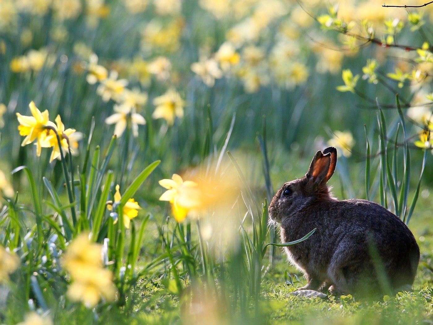 Обои цветы, весна, кролик, животное, нарциссы, заяц, flowers, spring, rabbit, animal, daffodils, hare разрешение 1920x1280 Загрузить