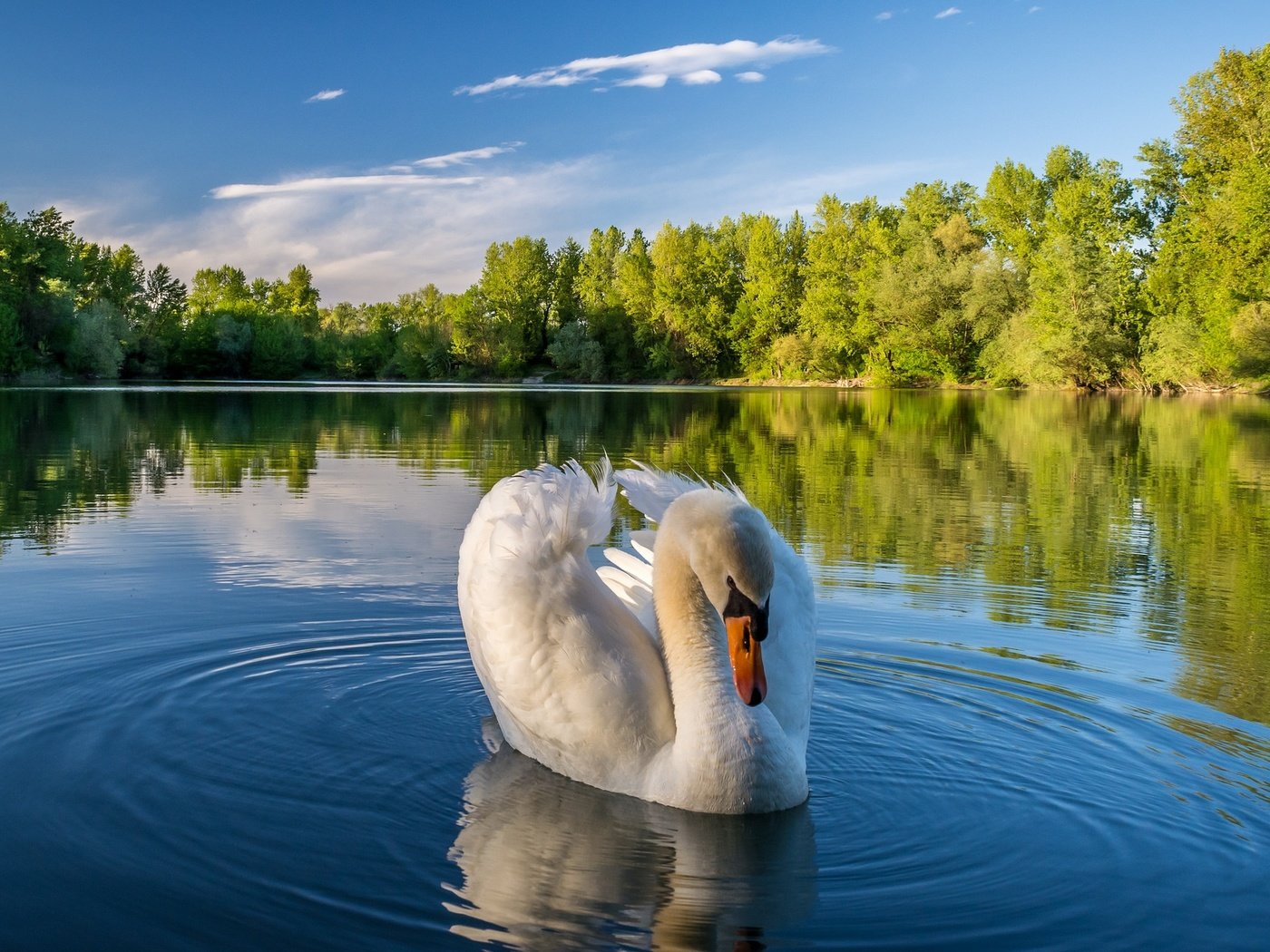 Обои деревья, озеро, природа, отражение, пейзаж, птица, лебедь, trees, lake, nature, reflection, landscape, bird, swan разрешение 2048x1280 Загрузить