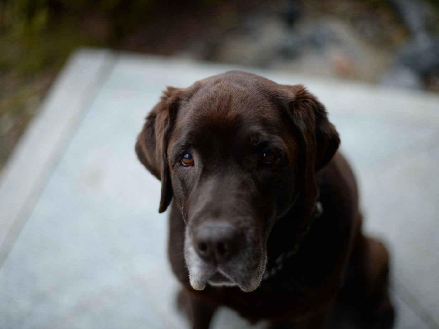 Обои глаза, морда, взгляд, собака, лабрадор, ретривер, eyes, face, look, dog, labrador, retriever разрешение 3840x2556 Загрузить