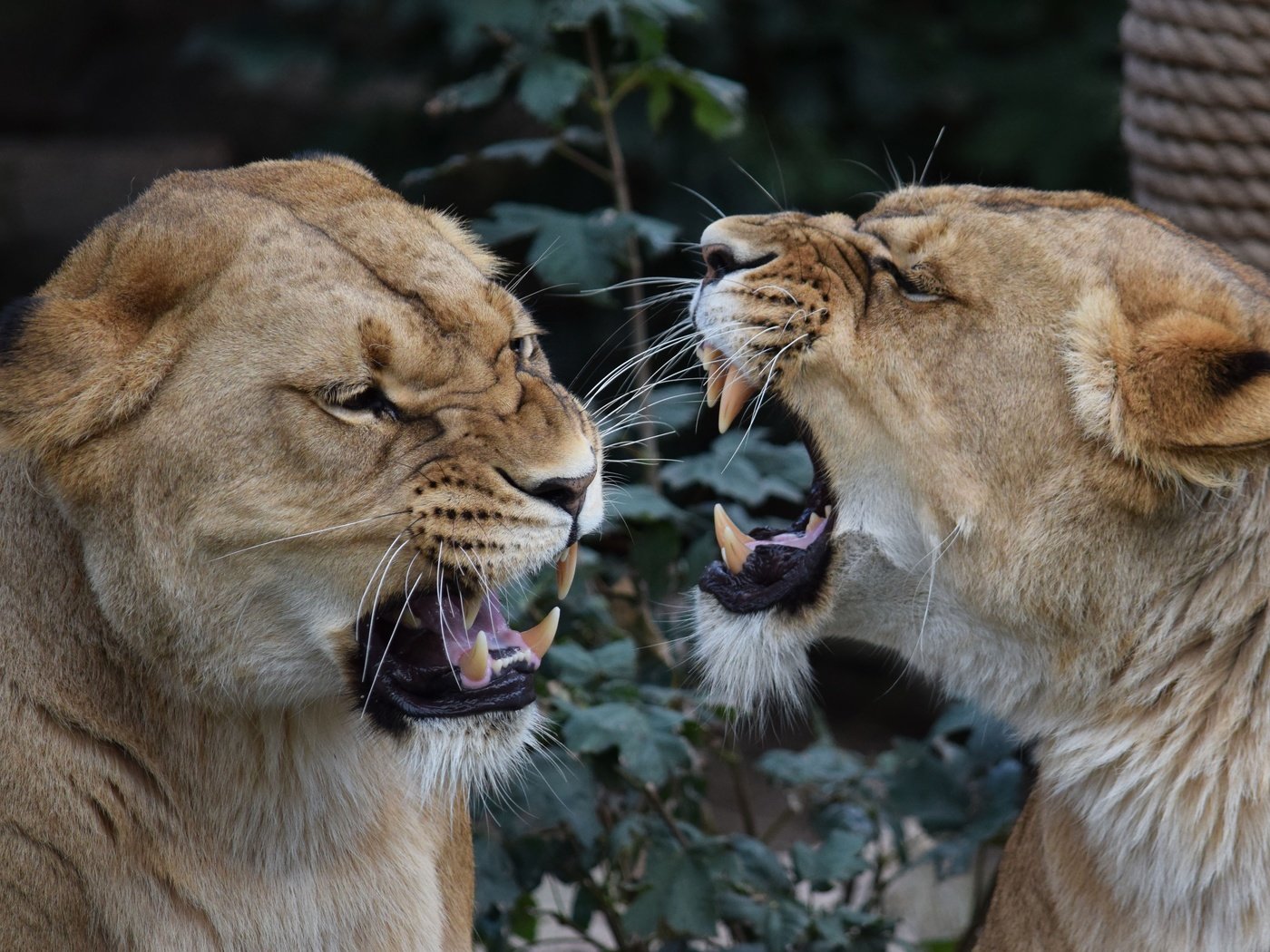 Обои клыки, львы, пасть, конфликт, львицы, fangs, lions, mouth, conflict, lioness разрешение 4887x3258 Загрузить