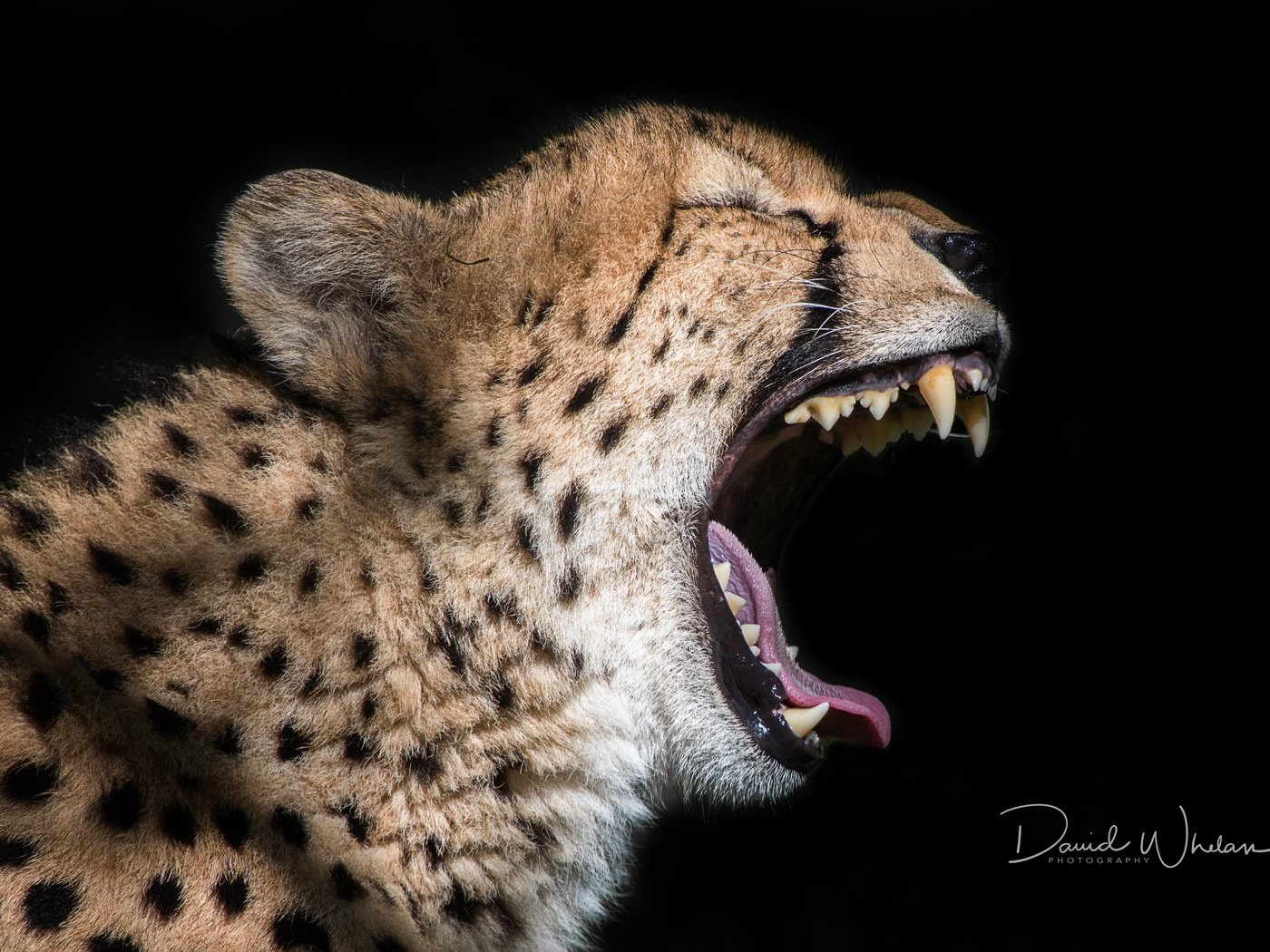 Обои кошка, черный фон, зверь, пасть, гепард, david whelan photography, cat, black background, beast, mouth, cheetah разрешение 4763x3163 Загрузить