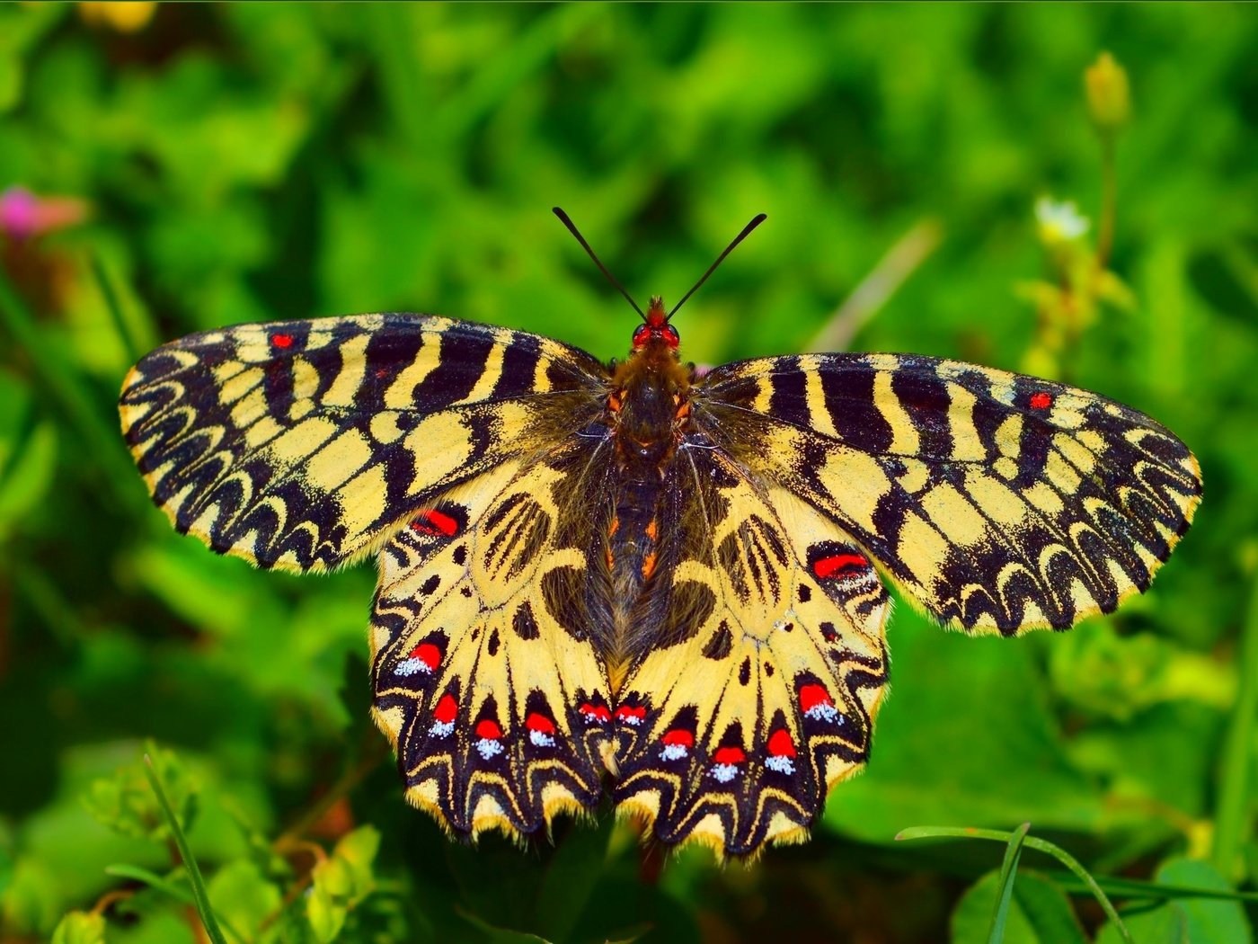 Обои макро, насекомое, бабочка, крылья, macro, insect, butterfly, wings разрешение 3008x1870 Загрузить