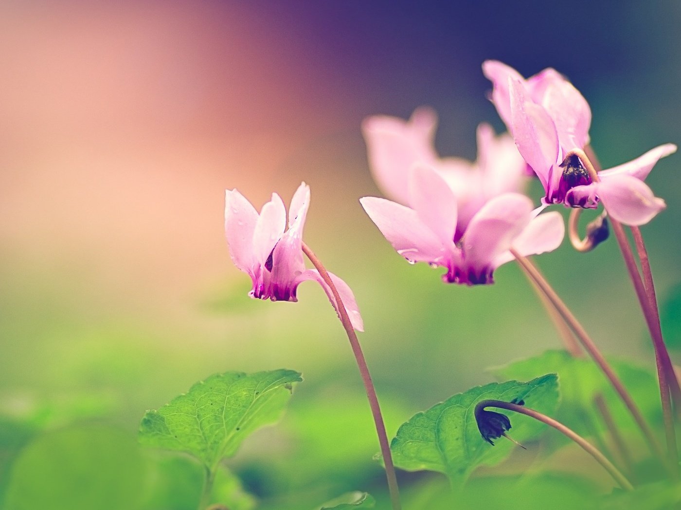 Обои макро, цветок, лепестки, цикламены, macro, flower, petals, cyclamen разрешение 2048x1365 Загрузить