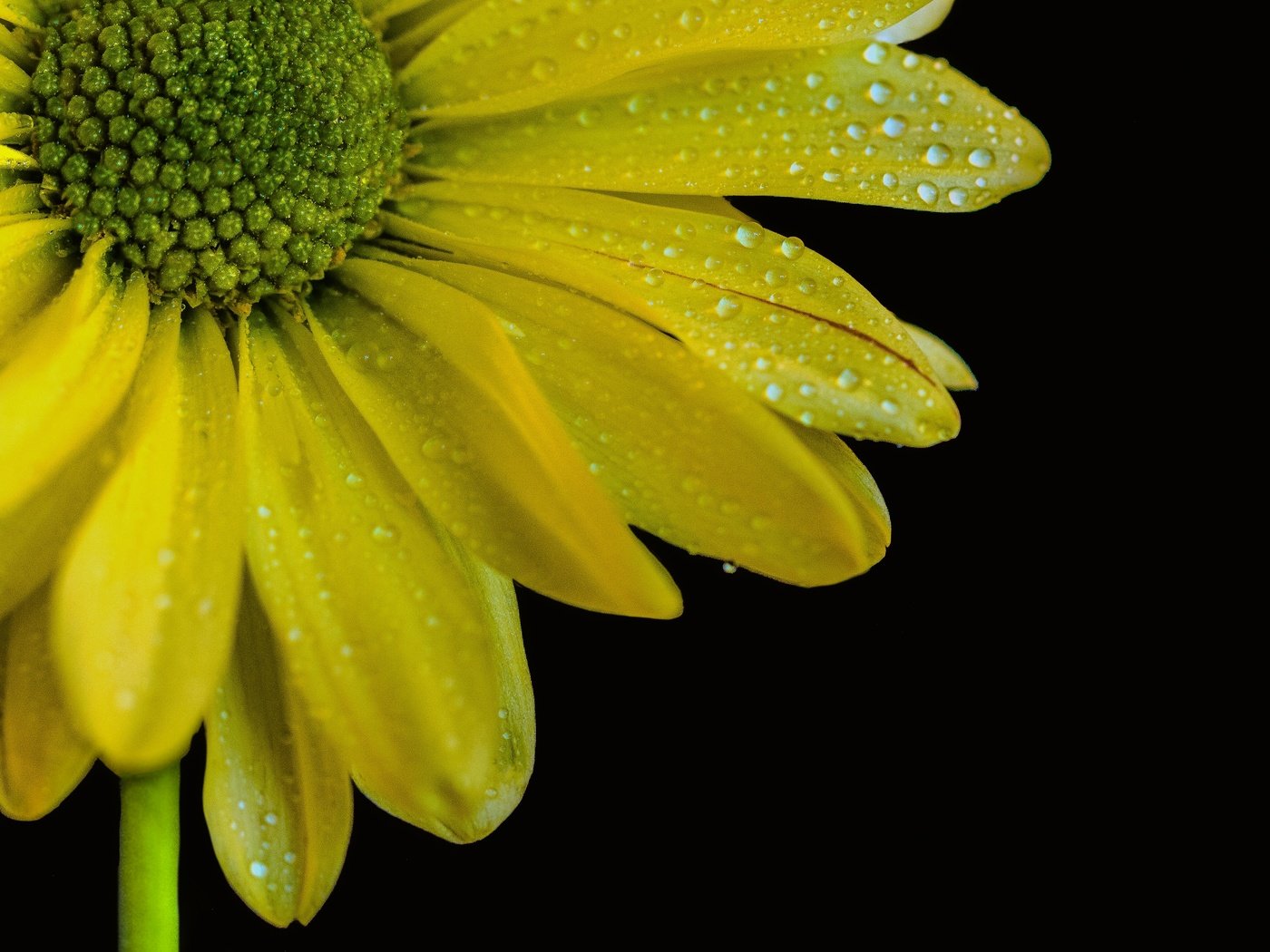 Обои желтый, макро, цветок, капли, лепестки, черный фон, yellow, macro, flower, drops, petals, black background разрешение 3591x3345 Загрузить