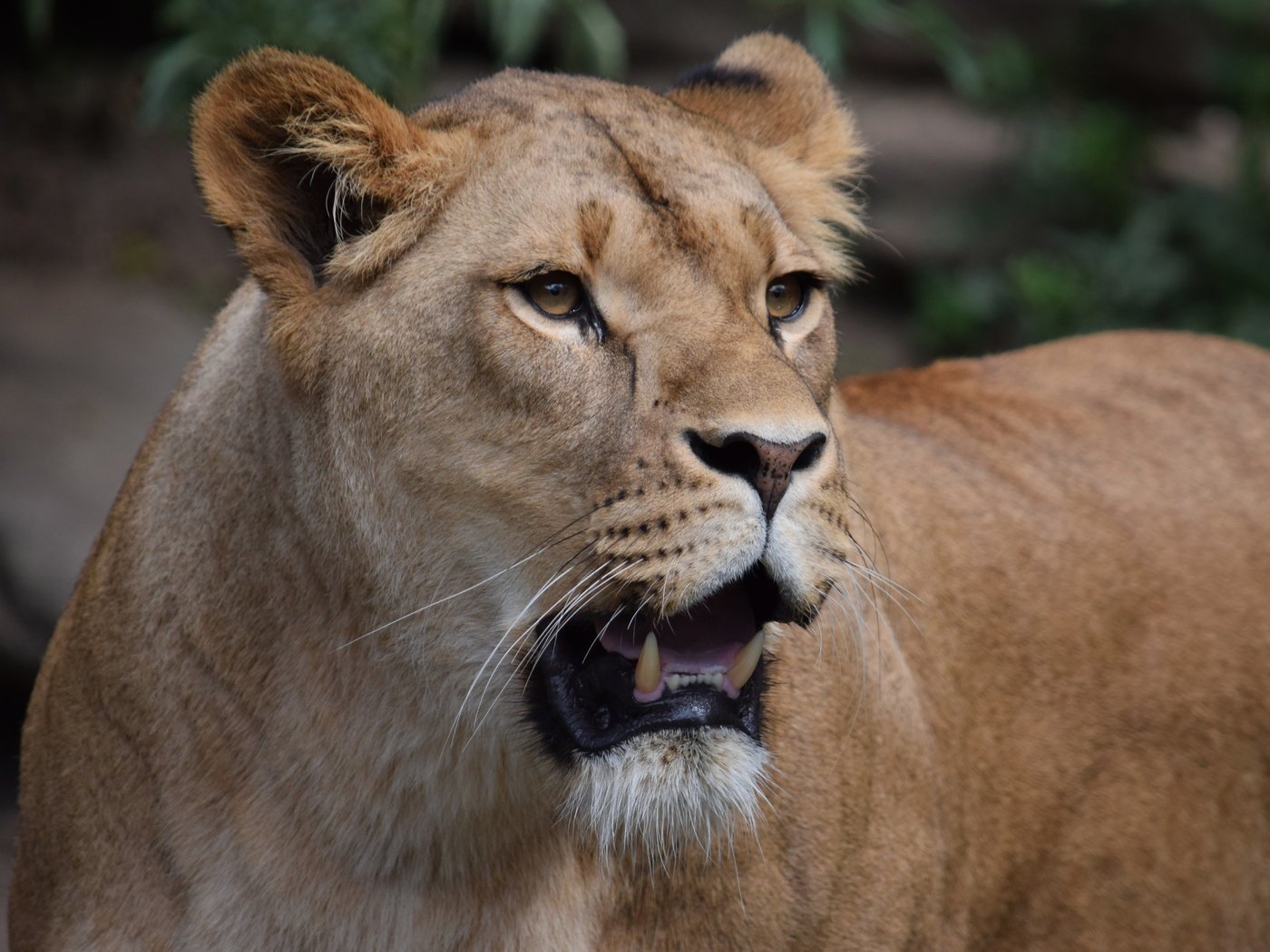 Обои глаза, морда, взгляд, хищник, лев, пасть, львица, eyes, face, look, predator, leo, mouth, lioness разрешение 5551x3701 Загрузить