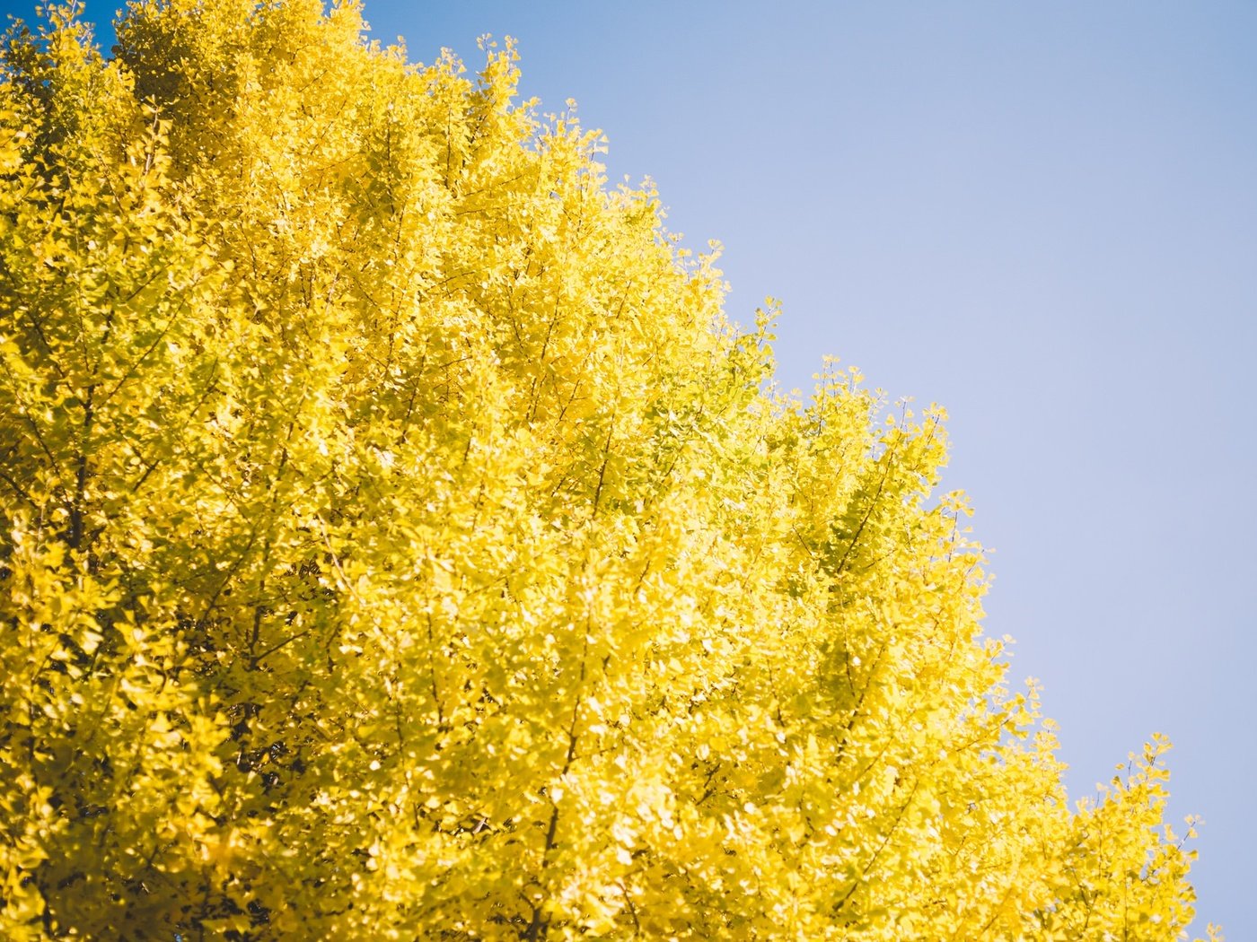 Обои небо, дерево, осень, желтые листья, the sky, tree, autumn, yellow leaves разрешение 2048x1152 Загрузить