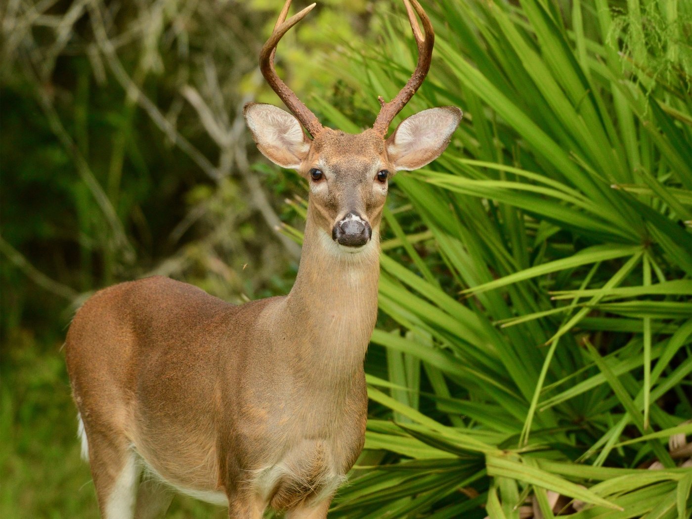 Обои природа, зелень, листья, олень, кусты, животное, nature, greens, leaves, deer, the bushes, animal разрешение 2560x2083 Загрузить