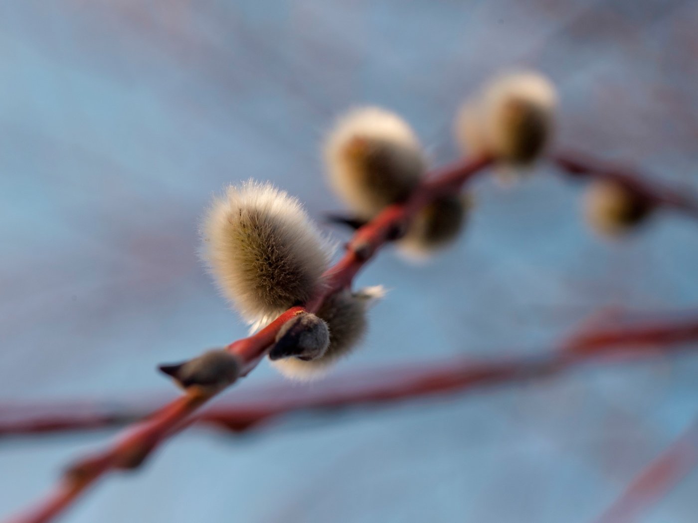 Обои ветка, природа, фон, весна, почки, верба, branch, nature, background, spring, kidney, verba разрешение 3840x2765 Загрузить