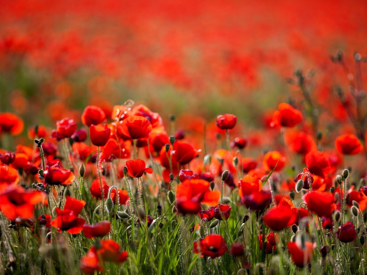Обои цветы, поле, лето, красные, маки, боке, flowers, field, summer, red, maki, bokeh разрешение 2048x1365 Загрузить