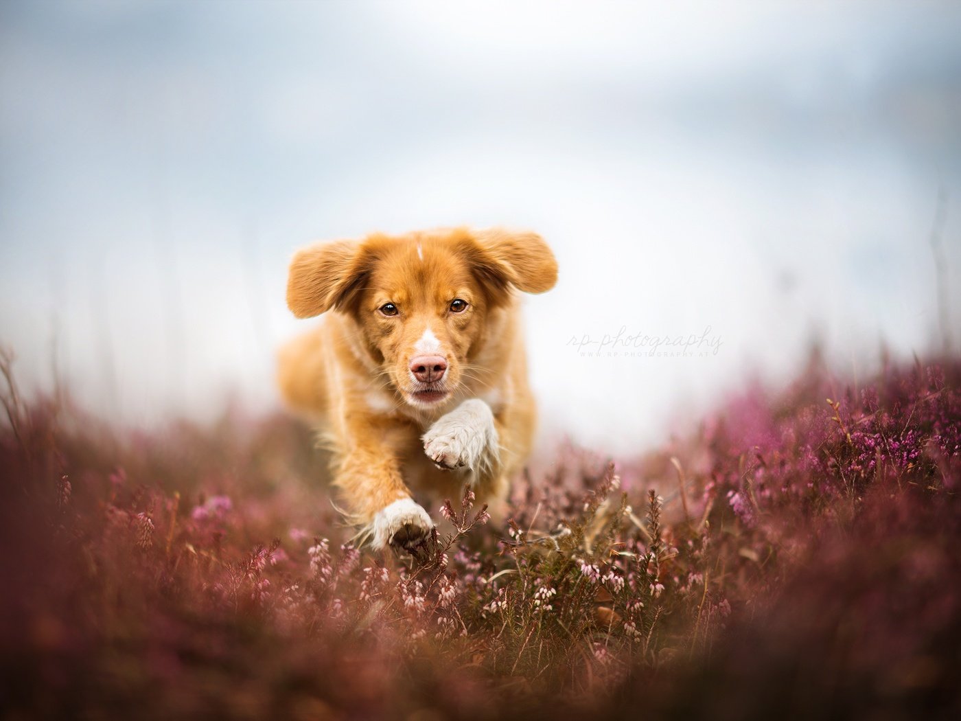 Обои глаза, цветы, мордочка, поле, взгляд, собака, бег, eyes, flowers, muzzle, field, look, dog, running разрешение 2048x1367 Загрузить