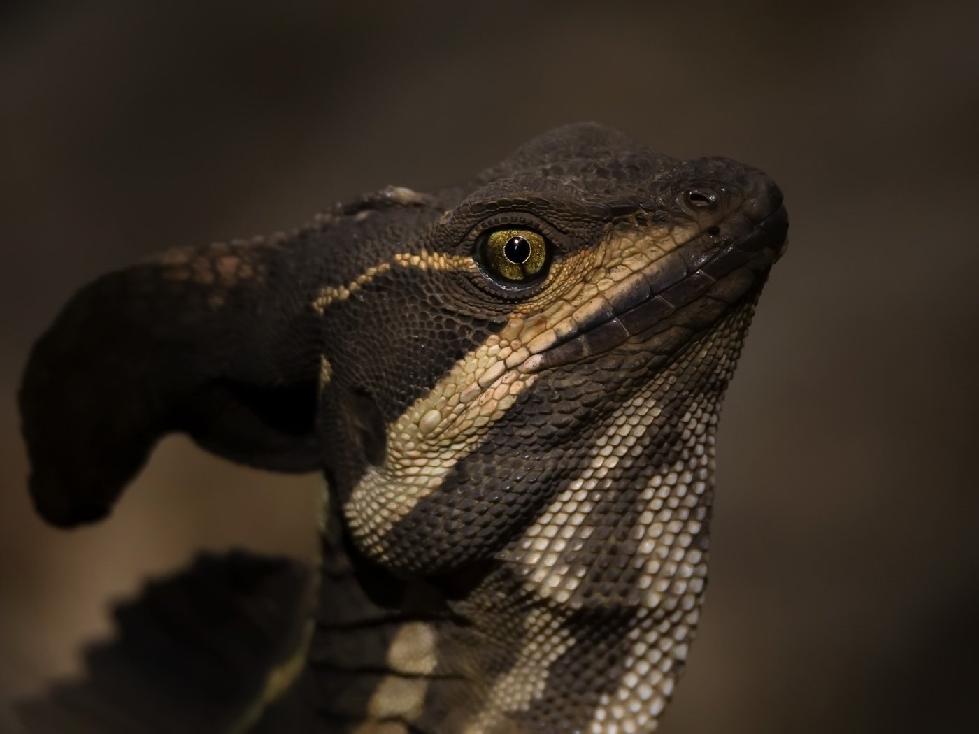 Обои природа, ящерица, василиск, basiliscus basiliscus, jezus christ lizard, nature, lizard, basilisk разрешение 2400x1426 Загрузить