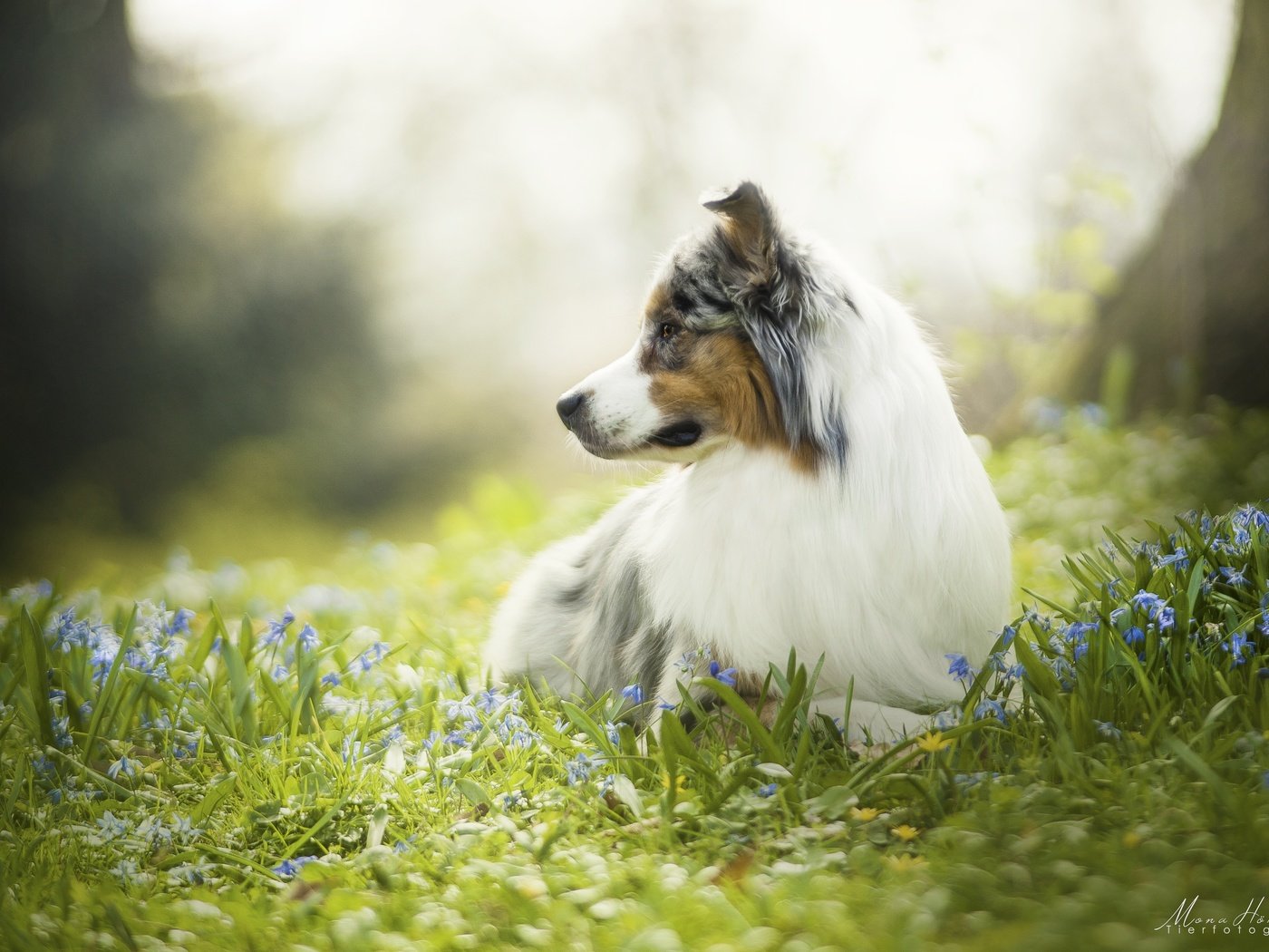 Обои цветы, природа, фон, собака, австралийская овчарка, аусси, flowers, nature, background, dog, australian shepherd, aussie разрешение 3915x2610 Загрузить