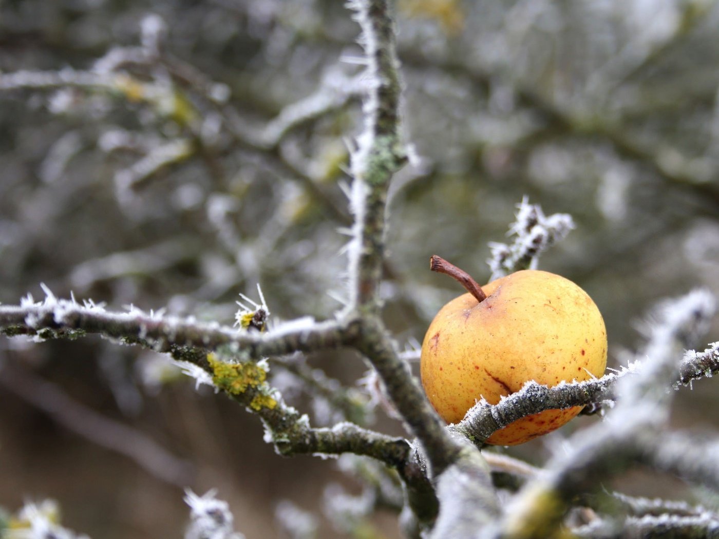 Обои природа, зима, ветки, иней, яблоко, nature, winter, branches, frost, apple разрешение 2048x1367 Загрузить