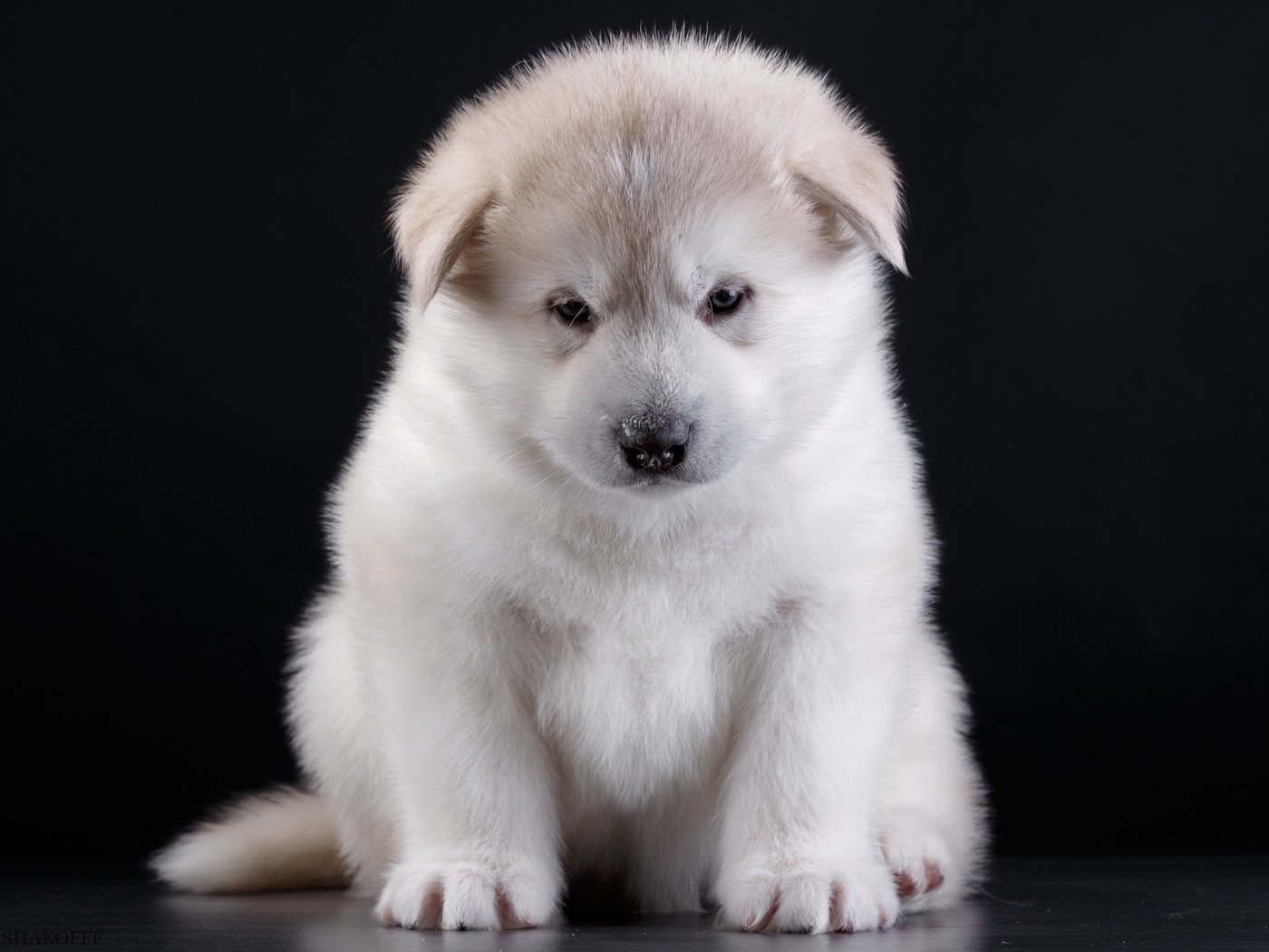 Обои глаза, мордочка, взгляд, собака, щенок, порода, акита, eyes, muzzle, look, dog, puppy, breed, akita разрешение 3000x2072 Загрузить