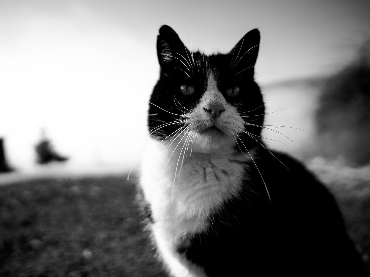 Обои глаза, кот, усы, кошка, взгляд, чёрно-белое, eyes, cat, mustache, look, black and white разрешение 2048x1365 Загрузить