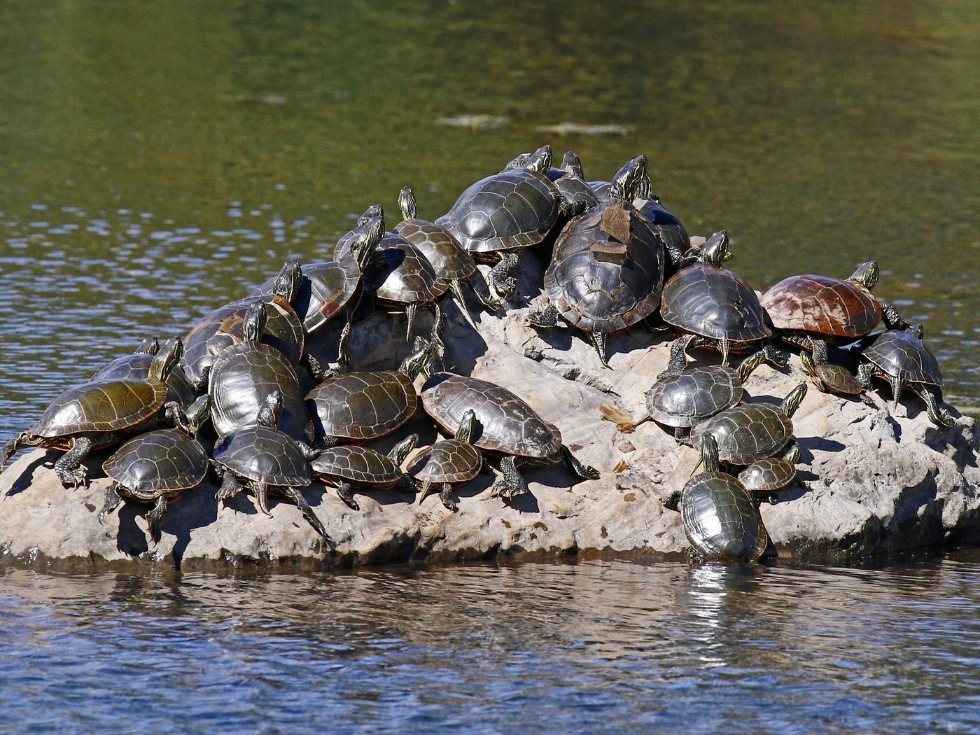 Обои вода, природа, черепаха, камень, черепахи, пресмыкающиеся, water, nature, turtle, stone, turtles, reptiles разрешение 2048x1365 Загрузить