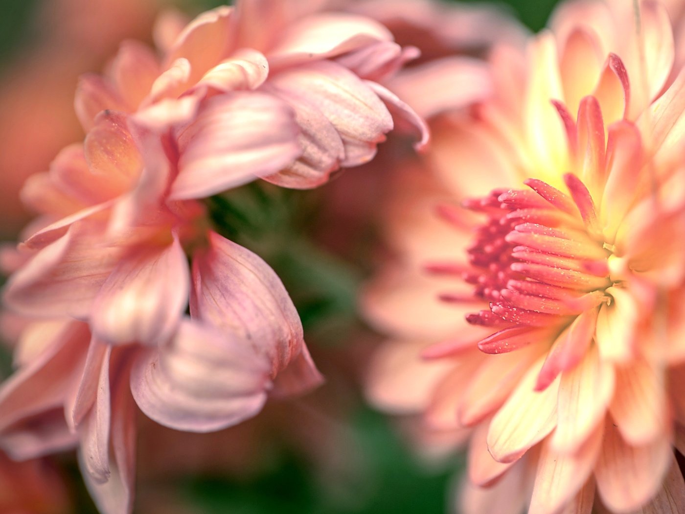 Обои бутоны, макро, цветок, лепестки, хризантемы, buds, macro, flower, petals, chrysanthemum разрешение 2554x1600 Загрузить