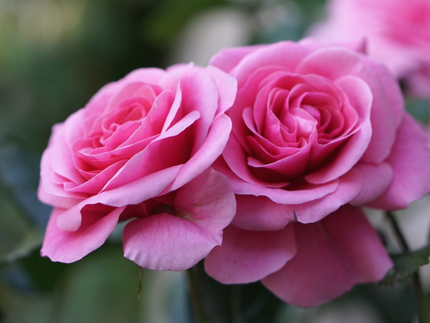 Обои цветы, бутоны, макро, розы, лепестки, букет, розовый, flowers, buds, macro, roses, petals, bouquet, pink разрешение 2400x1578 Загрузить