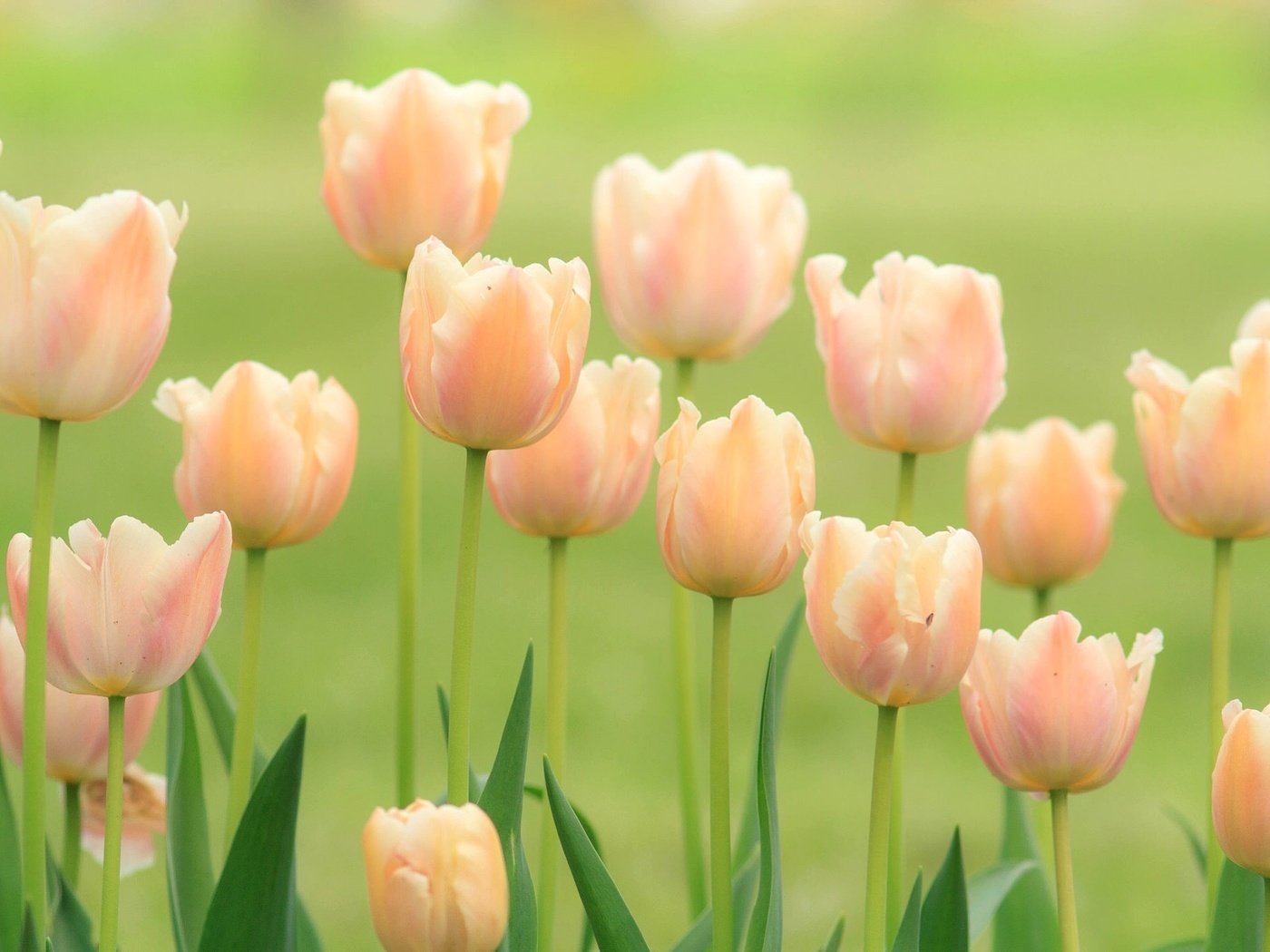 Обои цветы, бутоны, поле, весна, тюльпаны, нежность, flowers, buds, field, spring, tulips, tenderness разрешение 2048x1365 Загрузить