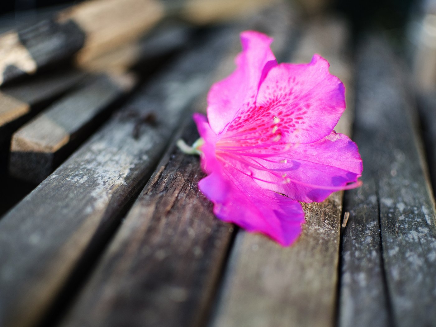 Обои цветок, лепестки, лежит, бутон, скамейка, розовый, flower, petals, lies, bud, bench, pink разрешение 2048x1356 Загрузить