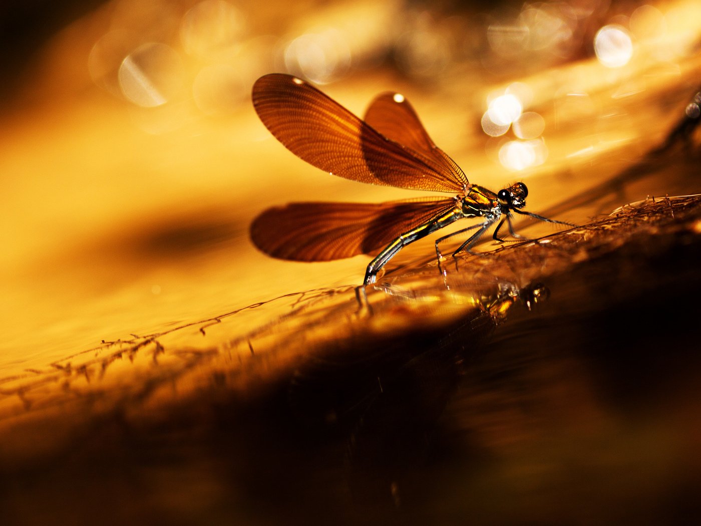 Обои насекомое, фон, крылья, блики, стрекоза, травинка, insect, background, wings, glare, dragonfly, a blade of grass разрешение 2048x1306 Загрузить