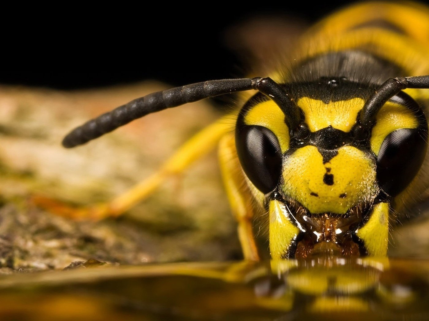 Обои глаза, макро, насекомое, усики, пчела, оса, крупным планом, eyes, macro, insect, antennae, bee, osa, closeup разрешение 1920x1080 Загрузить