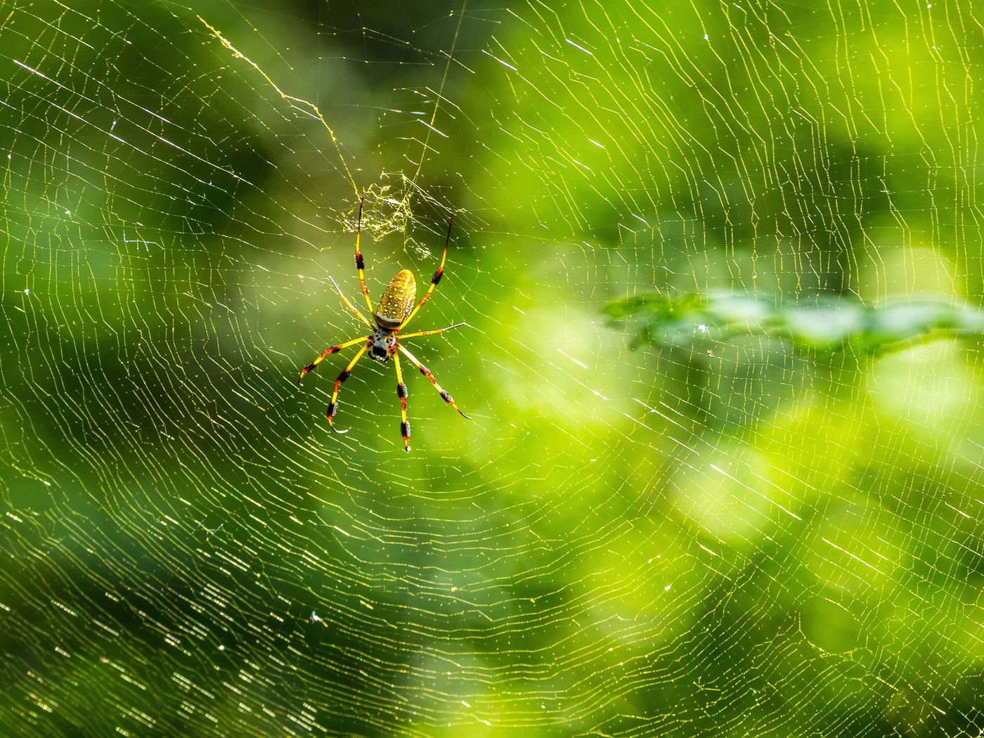 Обои природа, макро, фон, лапы, паук, паутина, nature, macro, background, paws, spider, web разрешение 3000x2032 Загрузить