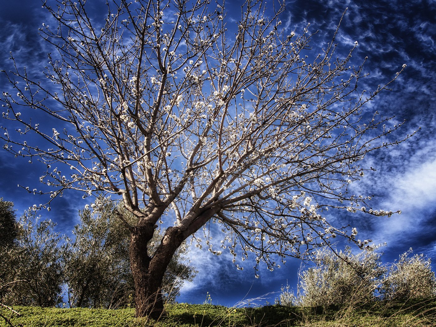 Обои небо, облака, дерево, цветение, весна, the sky, clouds, tree, flowering, spring разрешение 2560x1600 Загрузить