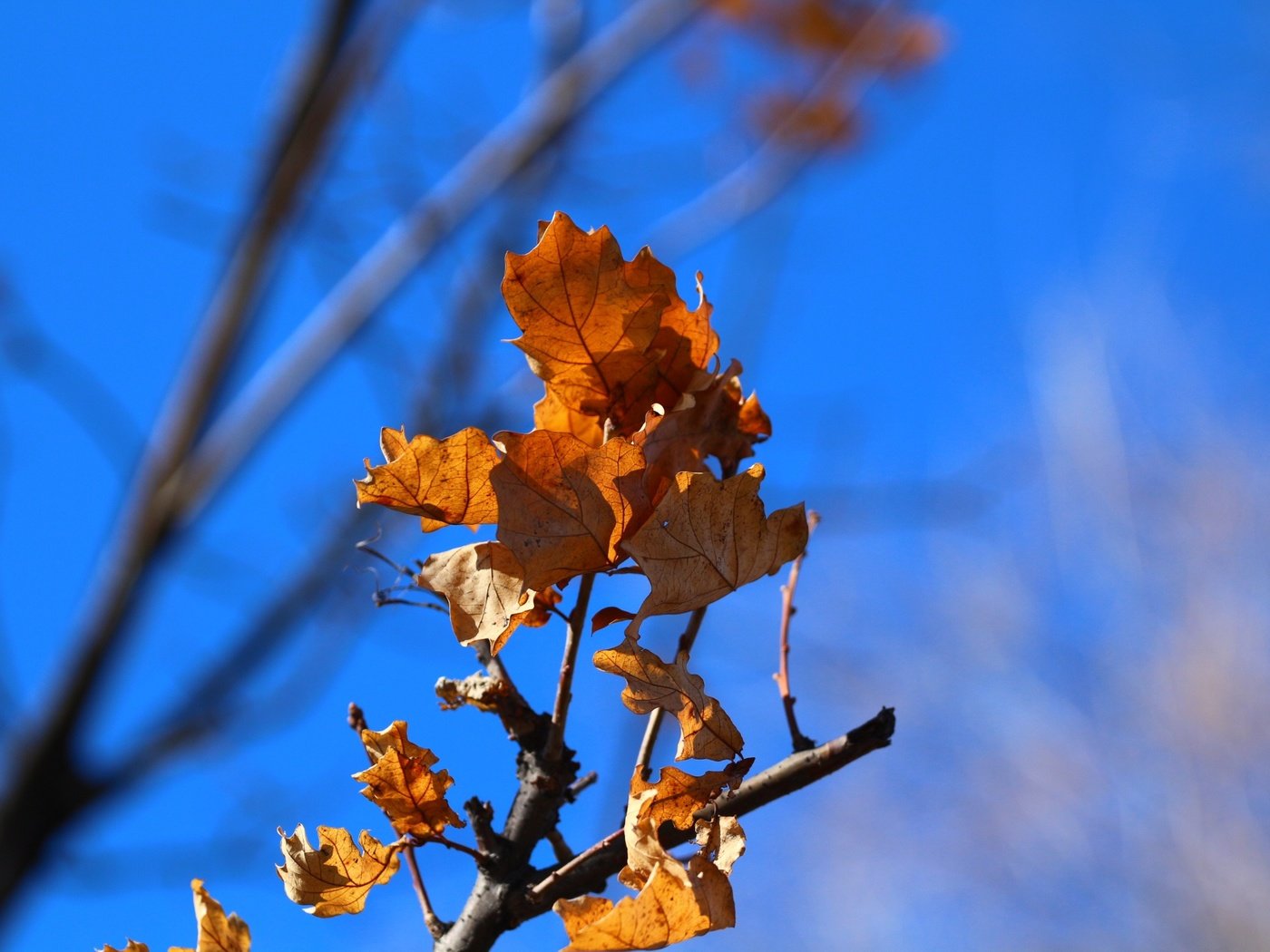 Обои небо, ветка, природа, листья, фон, осень, дуб, the sky, branch, nature, leaves, background, autumn, oak разрешение 1920x1280 Загрузить