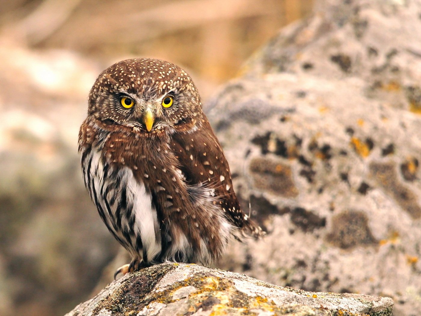 Обои сова, природа, птица, клюв, перья, owl, nature, bird, beak, feathers разрешение 1920x1200 Загрузить