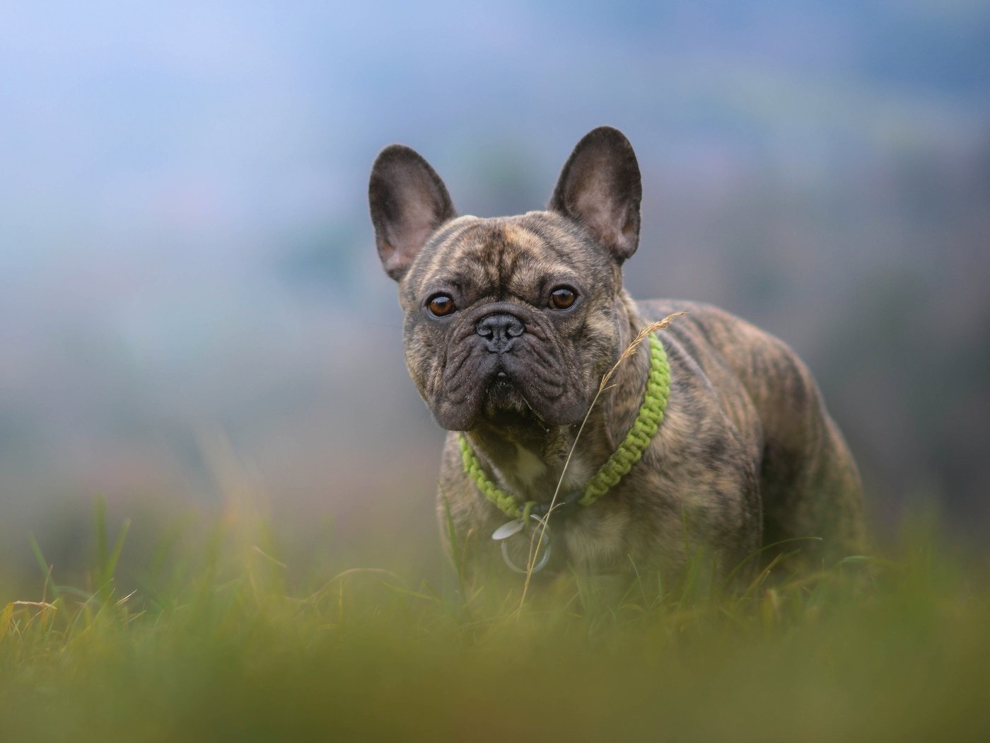 Обои трава, собака, боке, французский бульдог, grass, dog, bokeh, french bulldog разрешение 4858x3036 Загрузить