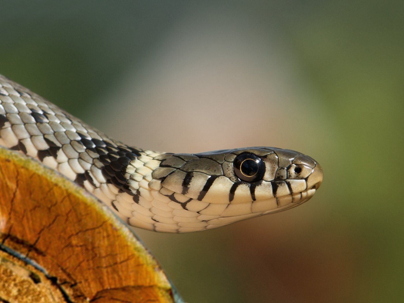 Обои взгляд, уж, змея, бревно, голова, обыкновенный уж, look, so, snake, log, head, grass snake разрешение 2319x1553 Загрузить