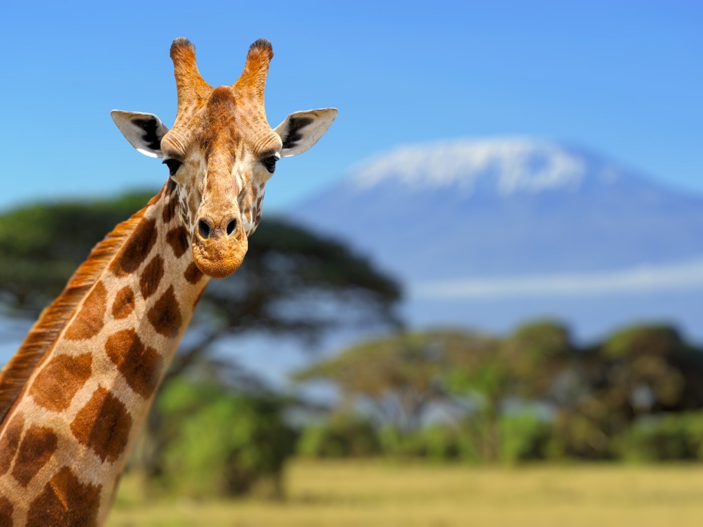 Обои небо, взгляд, жираф, голова, шея, the sky, look, giraffe, head, neck разрешение 2384x1586 Загрузить